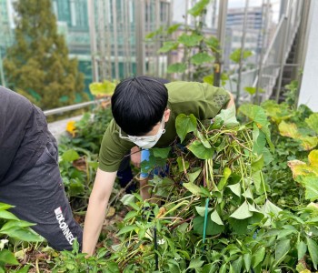 [옥상텃밭] - 어쩌다 전원일기 이미지